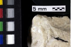 Foto (Detailansicht) von Decapoda indet. (NHMW-GEO-1990-0041-0135)